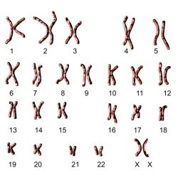 Karyotyping activity answer key pdf