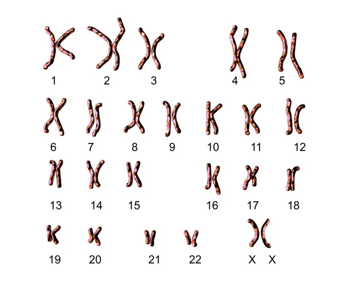 Karyotyping activity answer key pdf