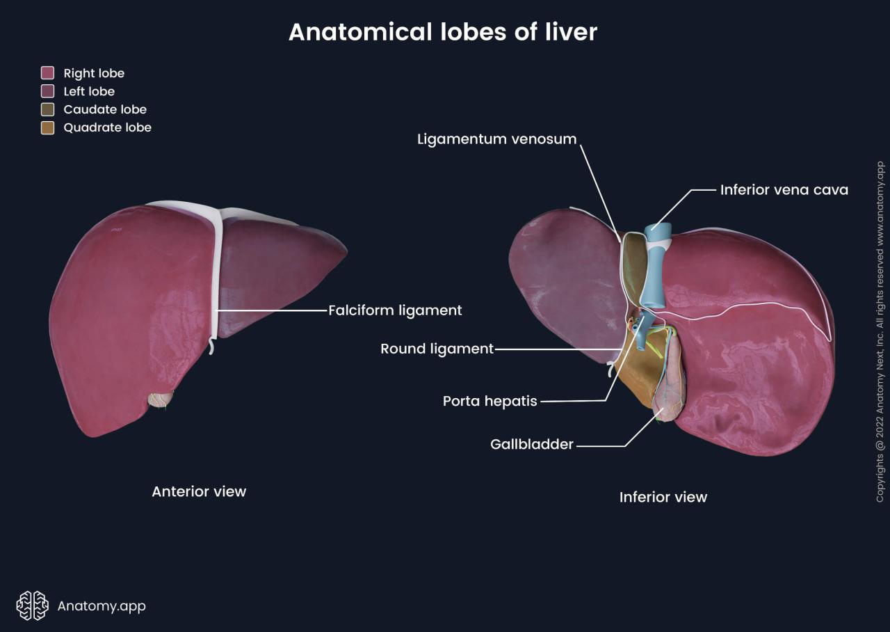 Highlighted lung lobe