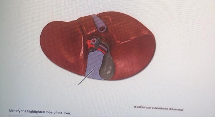 Identify the highlighted lobe of the liver