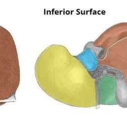 Identify the highlighted lobe of the liver