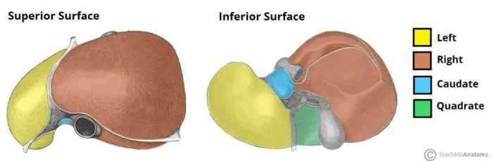 Identify the highlighted lobe of the liver