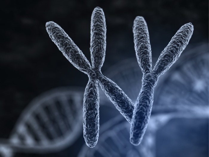 X chromosome ap psychology definition