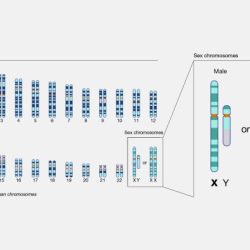 Chromosome everlasting