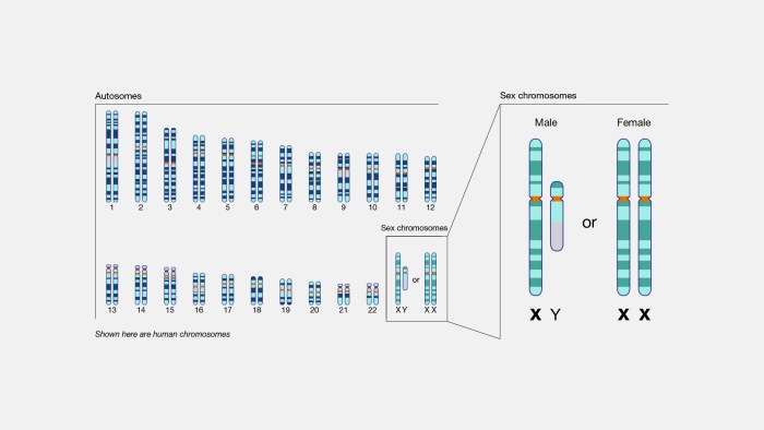 Chromosome everlasting