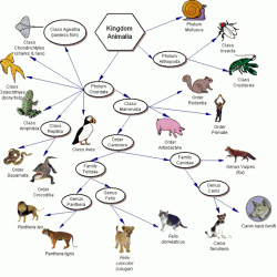 Interpreting graphics taxonomy answer key