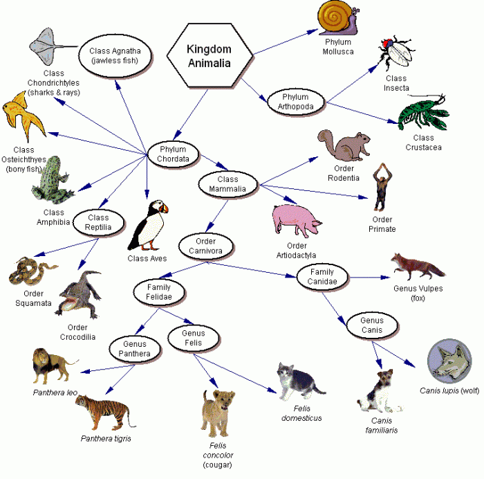 Interpreting graphics taxonomy answer key