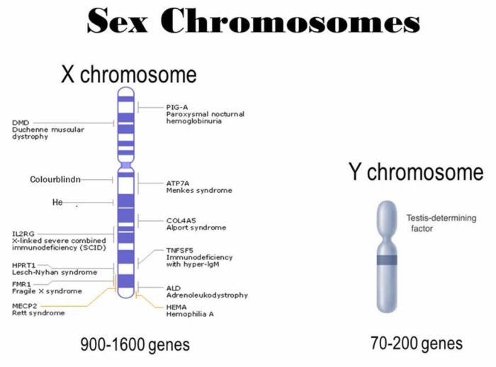 Chromosome extra chromosomes silent rogue rna blame won stay when may biology diploma ib introduction generally silenced cells activate stem