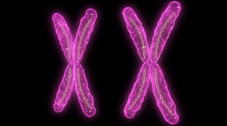 X chromosome ap psychology definition